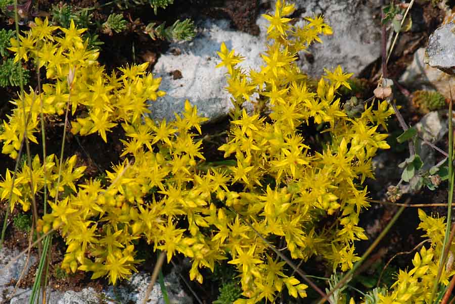 Sedum sexangulare / Borracina insipida